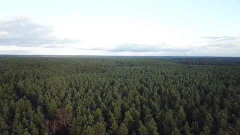 Endless forest side to side Stock Footage 164674011