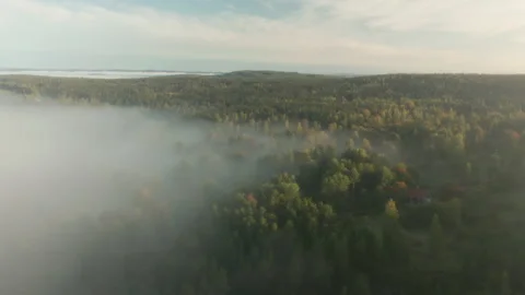Endless forest &amp; trees covered in mist &amp; fog, aerial flying above the trees Stock Footage 141561522