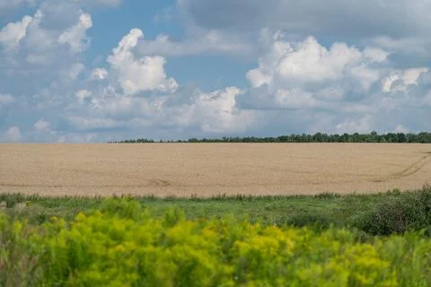 Endless golden fields stretch under a vibrant blue sky decorated with fluff.. Stock Photos