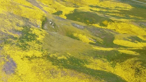 Endless Goldfields Flowers Super Bloom on Mountain Slopes Near Carrizo Plain Video stock 106273305