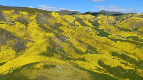 Endless Goldfields Flowers Super Bloom on Mountain Slopes Near Carrizo Plain Video stock 106273768