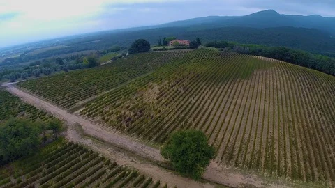 Endless grape fields 動画素材 93160546