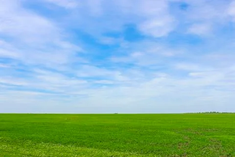 Endless green field in spring Stock Photos
