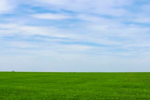 Endless green field in spring Stock Photos