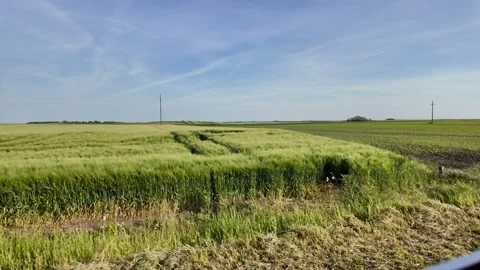 Endless green fields. Stock Footage 317676233