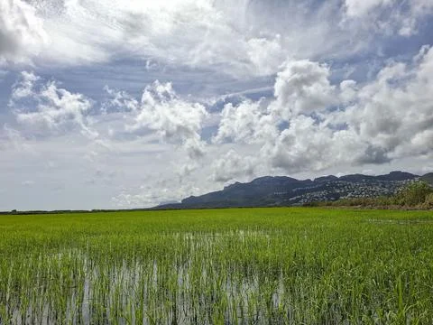 Endless green fields of organic Bomba rice under cloudy sky in Spain with m.. Stock Photos