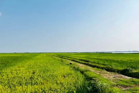 "Endless Green Fields Under a Clear Blue Sky" Fotos de archivo