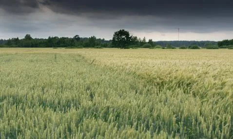 Endless green fields of wheat and oats on a dark spring day before the rain. Stock Photos