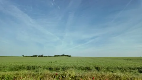 Endless green fields of wheat with lush grass. Stock Footage 317629650