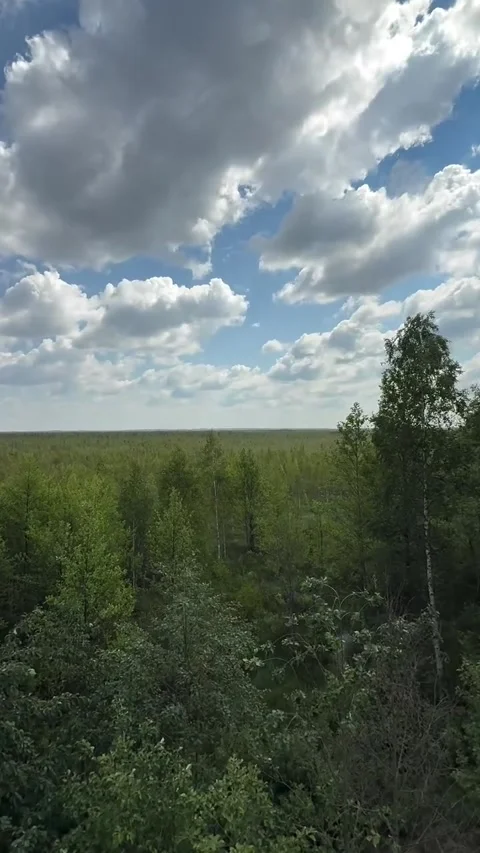 Endless Green Forest Horizon under Cloudy Sky from Observation Tower Stock Footage 339775998