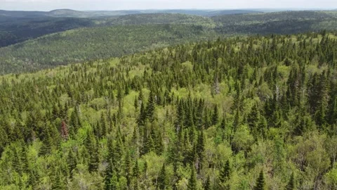 Endless Green Mountain Forest and it's Tree Tops - Sept Chutes Stock Footage 158183288