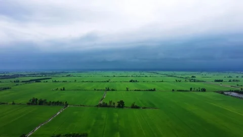 Endless Green Rice Field on an Overcast Afternoon Stock Footage 343606684