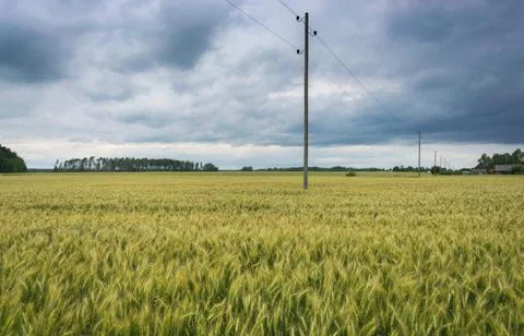 Endless green wheat field on a cloudy spring day Stock Photos