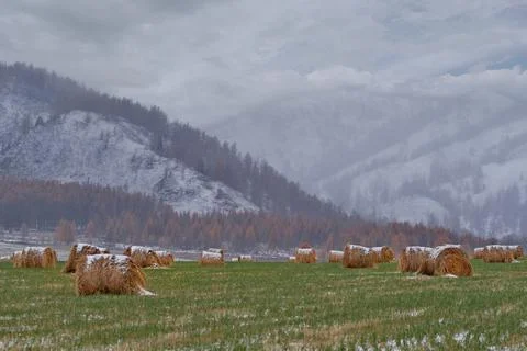 The endless hayfields of Altai Stock Photos