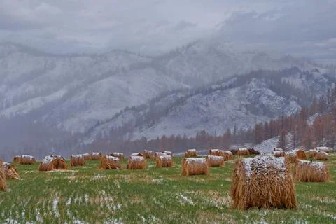 The endless hayfields of Altai Stock Photos