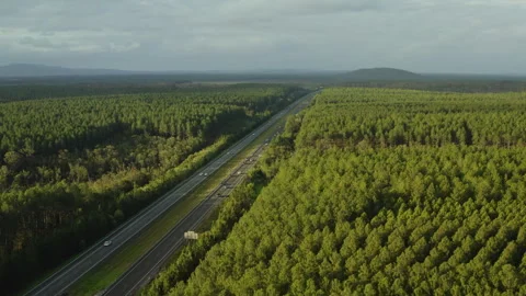 Endless Highway Cutting Through Emerald Pine Forests at Golden Hour Stock Footage 310082480