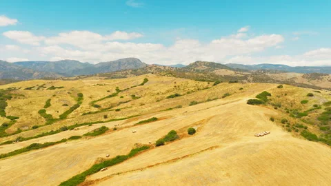 Endless hills of wheat fields in Calabria, aerial view 動画素材 336533047