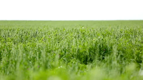 Endless Large green Oat field on agricultural farm Stock Footage 52401736