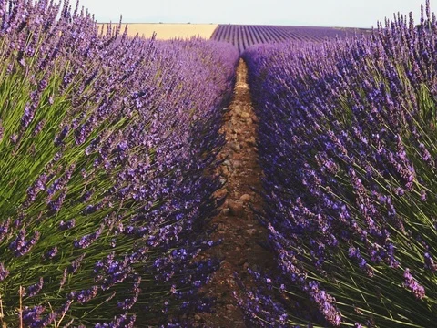 Endless Lavender Field Stretching Beyond Horizon. SLOW MOTION 240 fps STABILIZED Stock-Footage 73434177