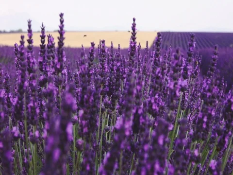 Endless Lavender Field Stretching Beyond Horizon. SLOW MOTION 240 fps STABILIZED Stock-Footage 73434205