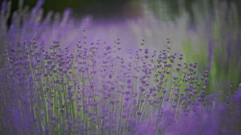 Endless lavender field under sunlight, gentle wind and dreamy atmosphere Stock Footage 332304117