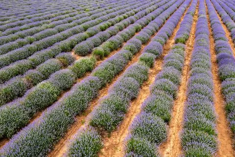Endless lavender rows Stock Photos