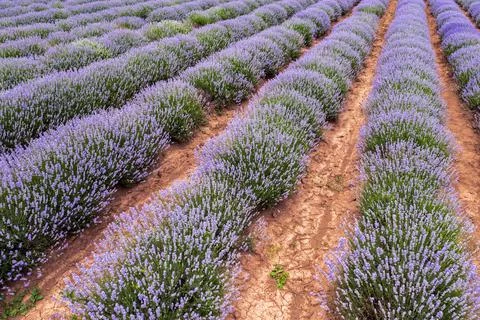 Endless lavender rows Stock Photos