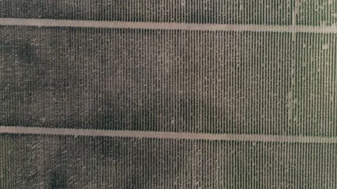 Endless lines of grape vine. Aerial shoot makes it looks like cluster image Stock Footage 141285361