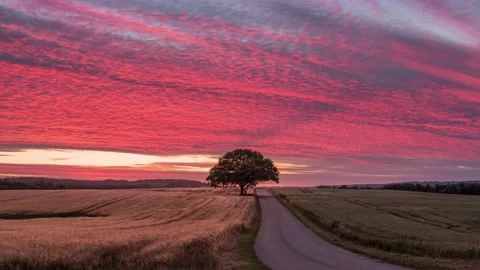 Endless loop Lonely Tree on Country Road at Sunset Stock Footage