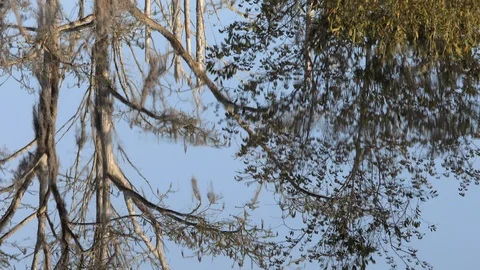 Endless loop of reflection of trees on glassy water. Stock-Footage 126712318