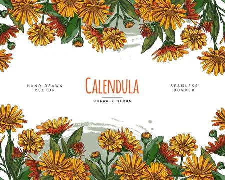 Endless marigold border for invitations, cards and banners. Stock Illustration