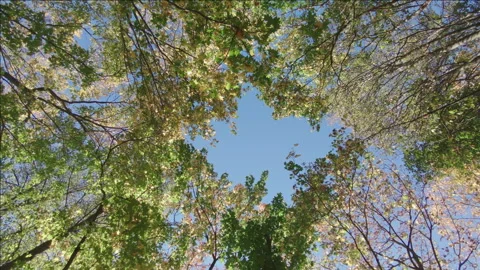 Endless movement in the autumn forest Stock Footage 321203973