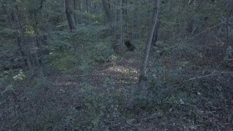 Endless nature view, idyllic beautiful rural America Stock-Footage 201881982