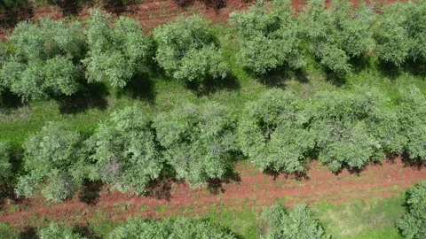 Endless olive trees field in Istria, Croatia. Stock Footage 317642967