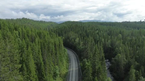Endless Pine Forest Of Scandinavia, Aerial View Stock Footage 255158406