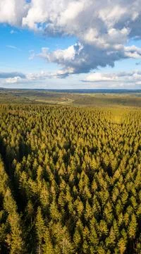 Endless Pine Forest Under a Cloudy Sky: Aerial Perspective This aerial ima... Stock Photos