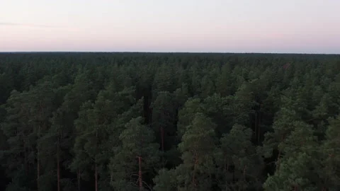Endless Pine Woods Forest. Drone Flying Over Stock Footage 166344817