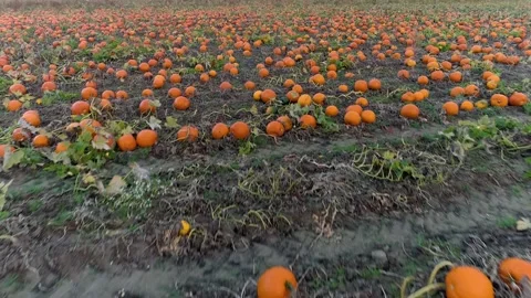 Endless pumpkin patch tilt up drone flight Vídeos de archivo 161812275