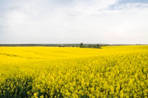 Endless rapeseed field. Rape field. Yellow rapeseed fields and cloudy sky with Stock Photos