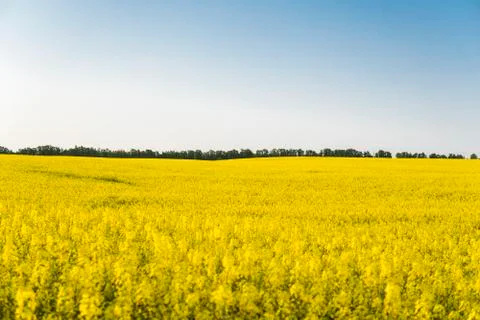 Endless rapeseed field. Rape field. Yellow rapeseed fields and blue sky with Stock Photos
