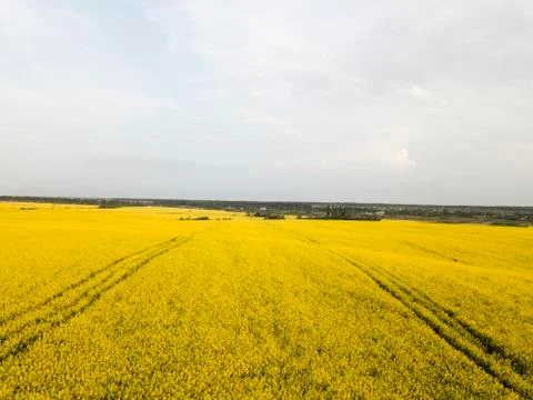 Endless rapeseed field. Rape field. Yellow rapeseed fields and blue sky with Stock Photos