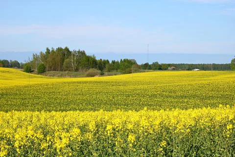 Endless rapeseed fields bloomed with beautiful yellow flowers on warm May day Stock Photos