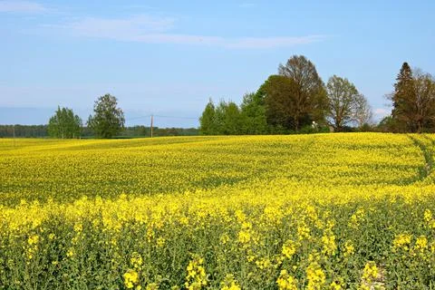 Endless rapeseed fields bloomed with beautiful yellow flowers on warm May day Stock Photos
