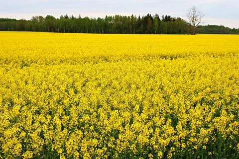 Endless rapeseed fields bloomed with beautiful yellow flowers on warm May day Stock Photos