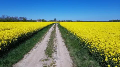 Endless rapeseed fields bloomed with bright yellow bloom on spring days Stock Photos