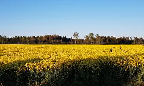Endless rapeseed fields bloomed with bright yellow bloom on spring days Stock Photos