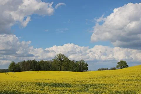 Endless rapeseed fields blooming with bright yellow flowers and cumulus cloud Stock Photos