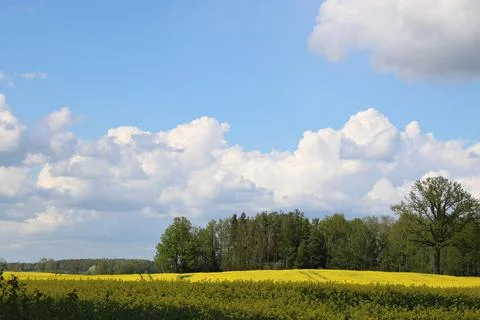 Endless rapeseed fields blooming with bright yellow flowers and cumulus cloud Foto stock