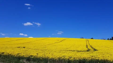 Endless rapeseed fields blooming with yellow flowers against the background o Stock Photos