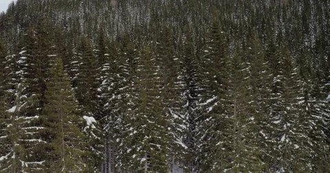 Endless Repetition Of The Pine Tree Tree-Tops In Winter Stock Footage 71038998